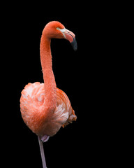 Poster Flamingo Alerte flamingo op één poot  © Patrick Rolands