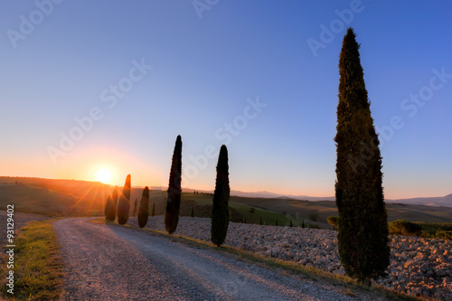 Cypress trees road in Tuscany, Italy at sunrise. Val d'Orcia
