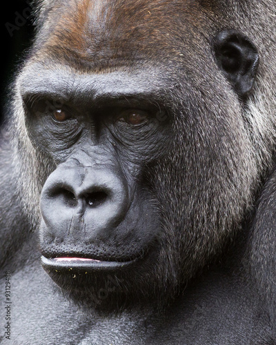 close up portrait of a silver-back gorilla