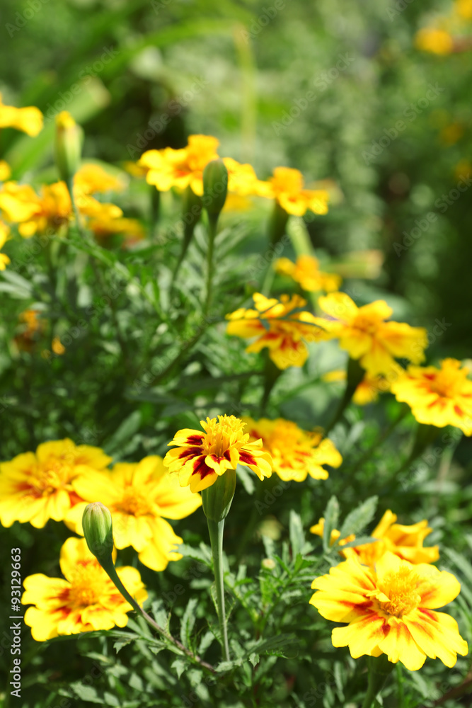 Fresh flowers over green grass background Fresh flowers over green grass background