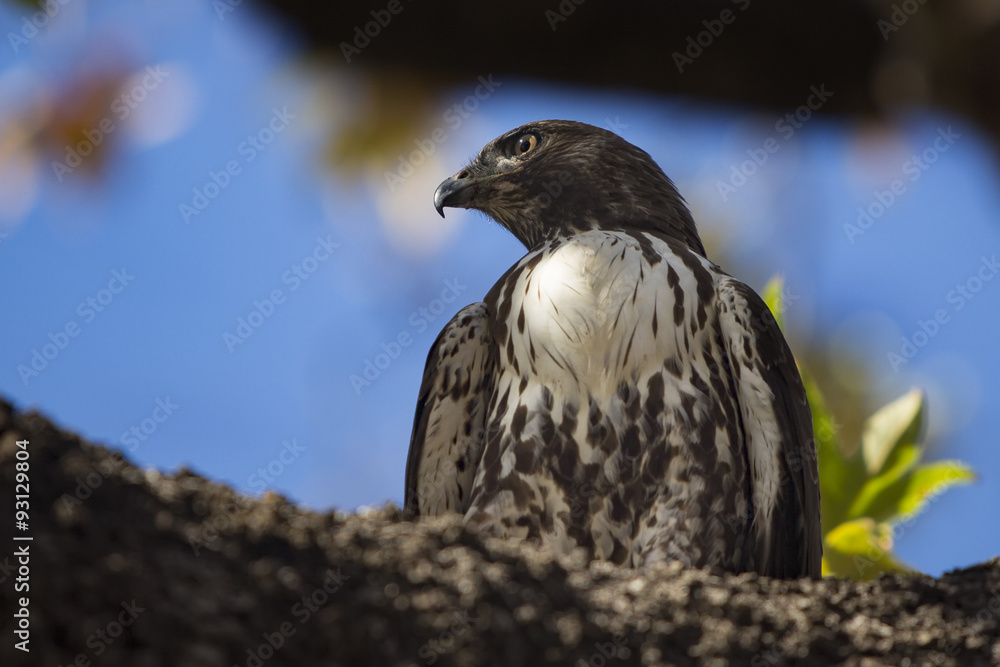 Fototapeta premium Young Red Tailed Hawk