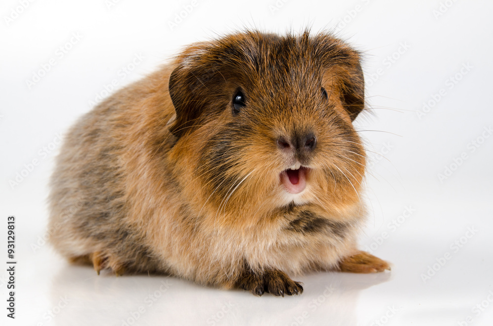 Guinea pig screaming Guinea pig screaming
