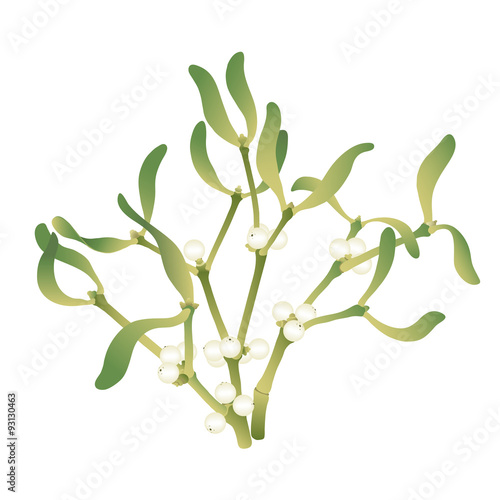 Mistletoe - Viscum album.
Hand drawn vector illustration of a branch of mistletoe loaded with berries on white background. 