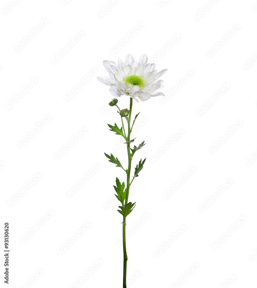 Fototapeta premium flower white chrysanthemum