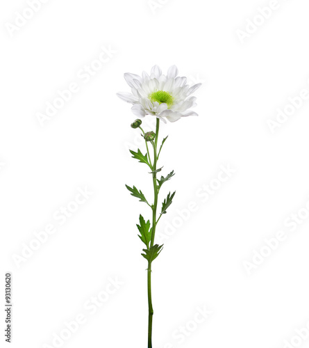 flower  white  chrysanthemum