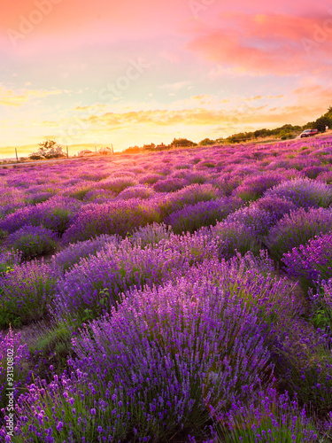 Fototapeta Naklejka Na Ścianę i Meble -  Lavender field in Tihany, Hungary
