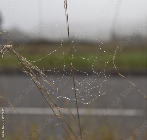 By the Side of The Road. A fragile cobweb weighed down with drops of dew battles with the rush of air as cars speed past.