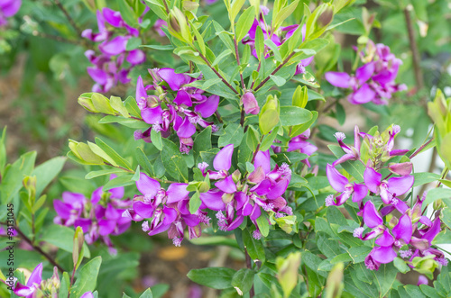 Wallpaper Mural Fleurs violettes Torontodigital.ca