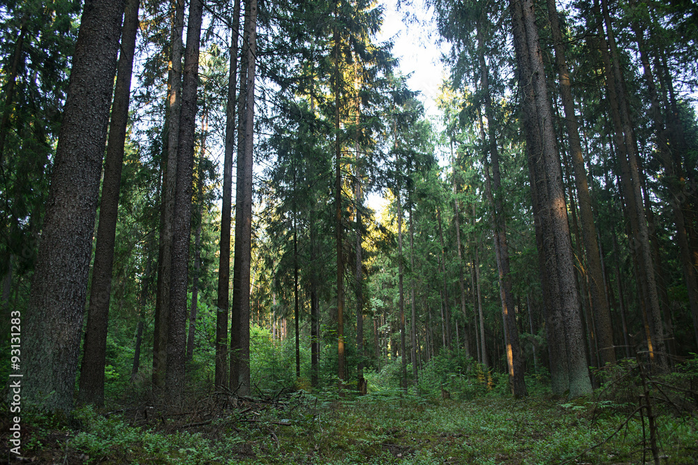 Fototapeta premium spruce forest at sunset