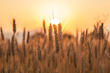 Sunset over the Wheat Field. Photograph was taken in a village Rodine, Slovenia. Macro of wheat and barley in early summer.