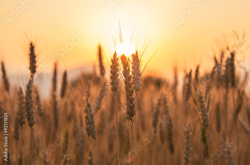 Sunset over the Wheat Field. Photograph was taken in a village Rodine, Slovenia. Macro of wheat and barley in early summer.