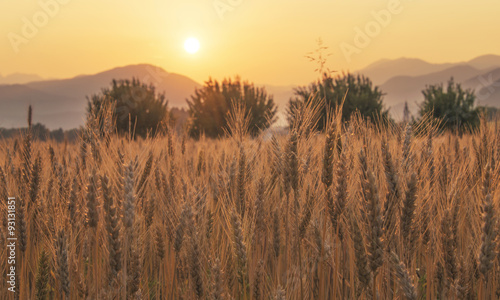 Sunset over the Wheat Field. Photograph was taken in a village Rodine, Slovenia. Macro of wheat and barley in early summer.