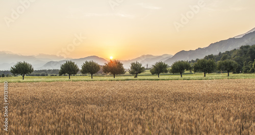 Sunset over the Wheat Field. Photograph was taken in a village Rodine, Slovenia. Macro of wheat and barley in early summer.