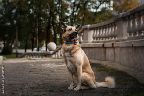 Mixed breed dog in autumn park