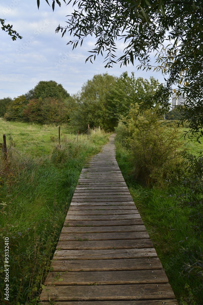 Chemin en planches traversant les broussailles du bois de Scheutbos à Molembeek Chemin en planches traversant les broussailles du bois de Scheutbos à Molembeek