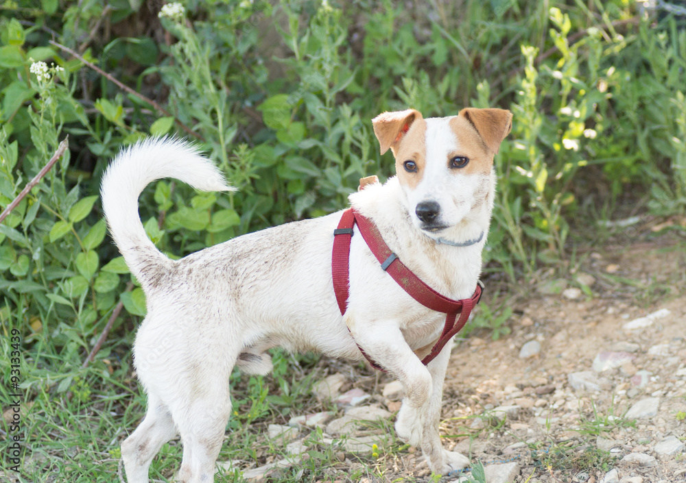 Chien, Jack Russel