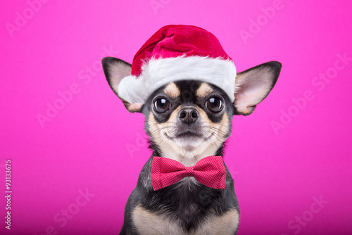 Smart dog in a Christmas costume. Dressed as Santa Claus. New Year's holidays