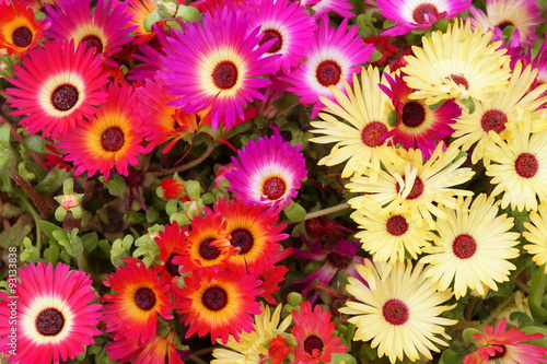 Colorful flowers