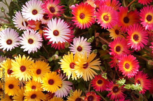 Colorful flowers 