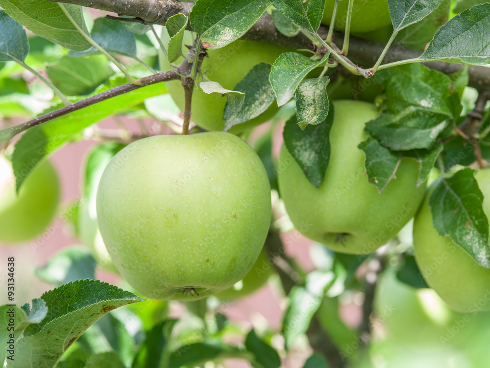 Ripe Golden Delicious apples on the tree. Ripe Golden Delicious apples on the tree.