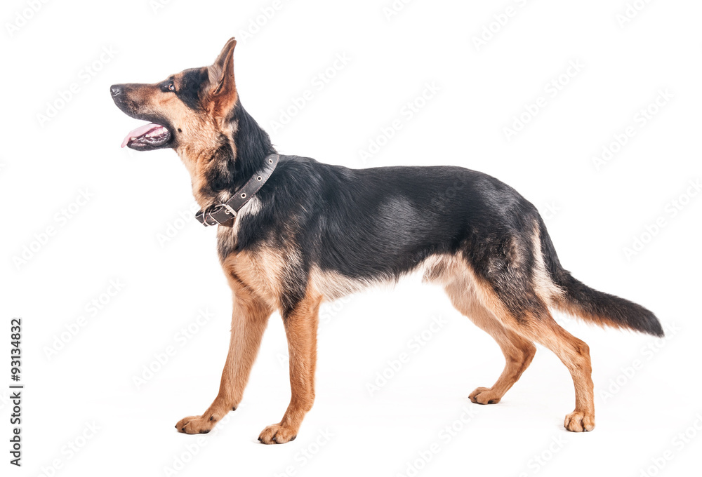 Shepherd on a white background Shepherd on a white background