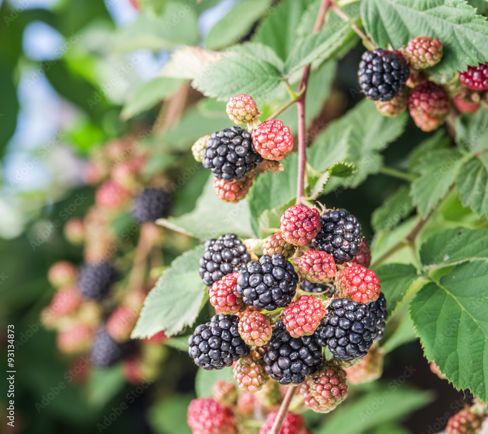 Blackberries on the shrub in the garden. Blackberries on the shrub in the garden.