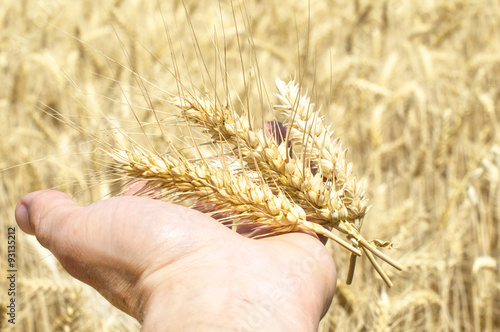 Spikelets of wheat in the palm of the farmer