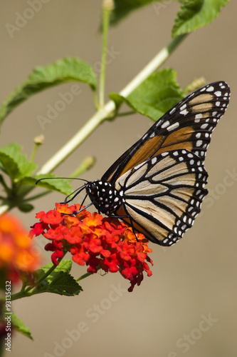 Monarch Butterfly Feeding on Orange Lantana © Jill Lang