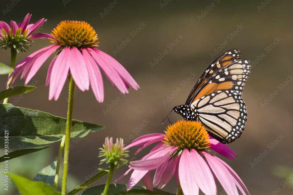 Monarch Butterfly Feeding on Cone Flowers Monarch Butterfly Feeding on Cone Flowers