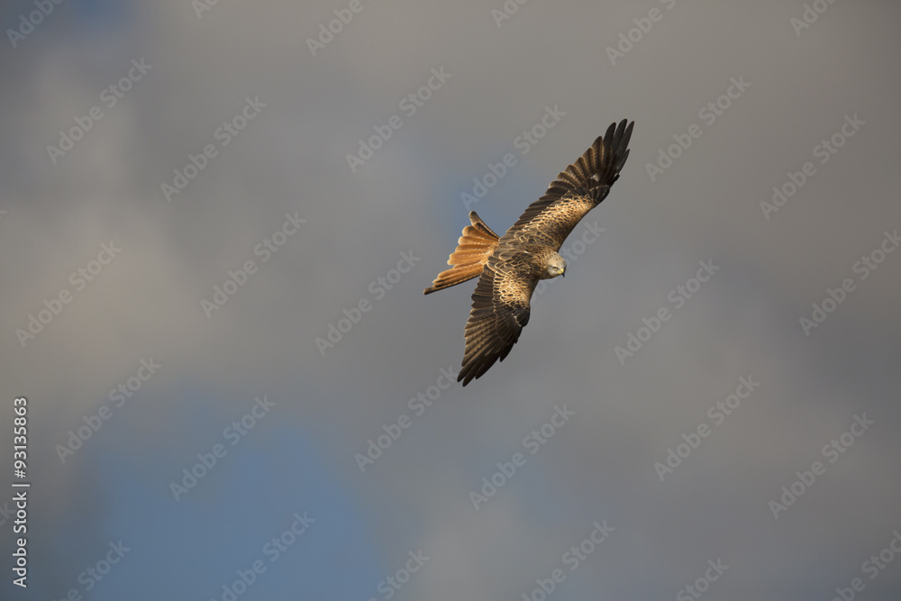 Red kite (Milvus milvus) bird of prey in flight Red kite (Milvus milvus) bird of prey in flight