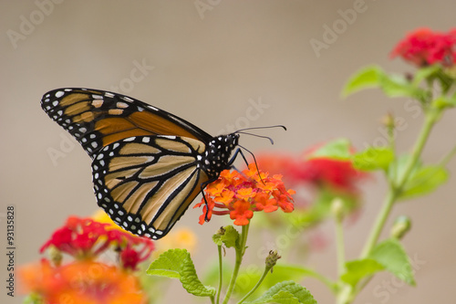 Monarch Butterfly on Lantana © Jill Lang