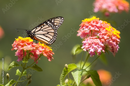 Monarch Butterfly Feeding on Pink Lantana © Jill Lang