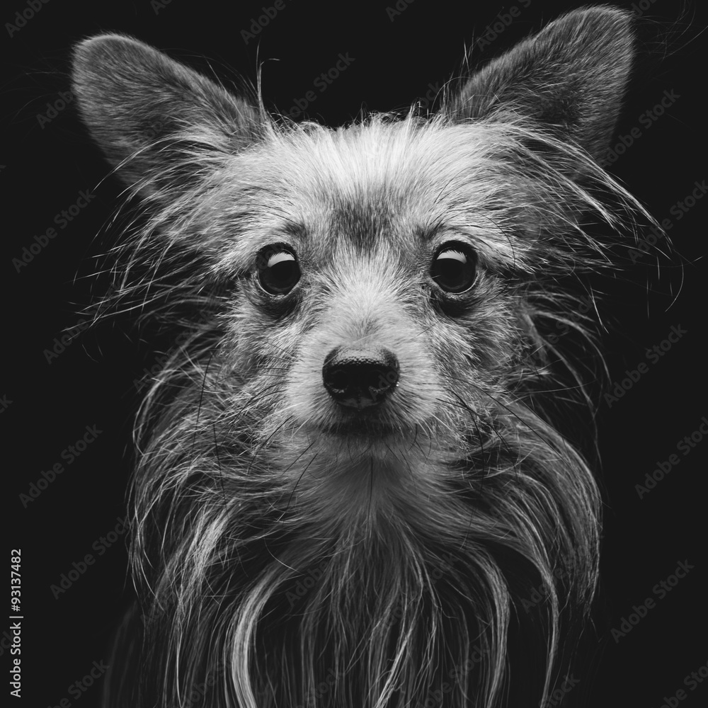 Metis dog Stock Photo | Adobe Stock