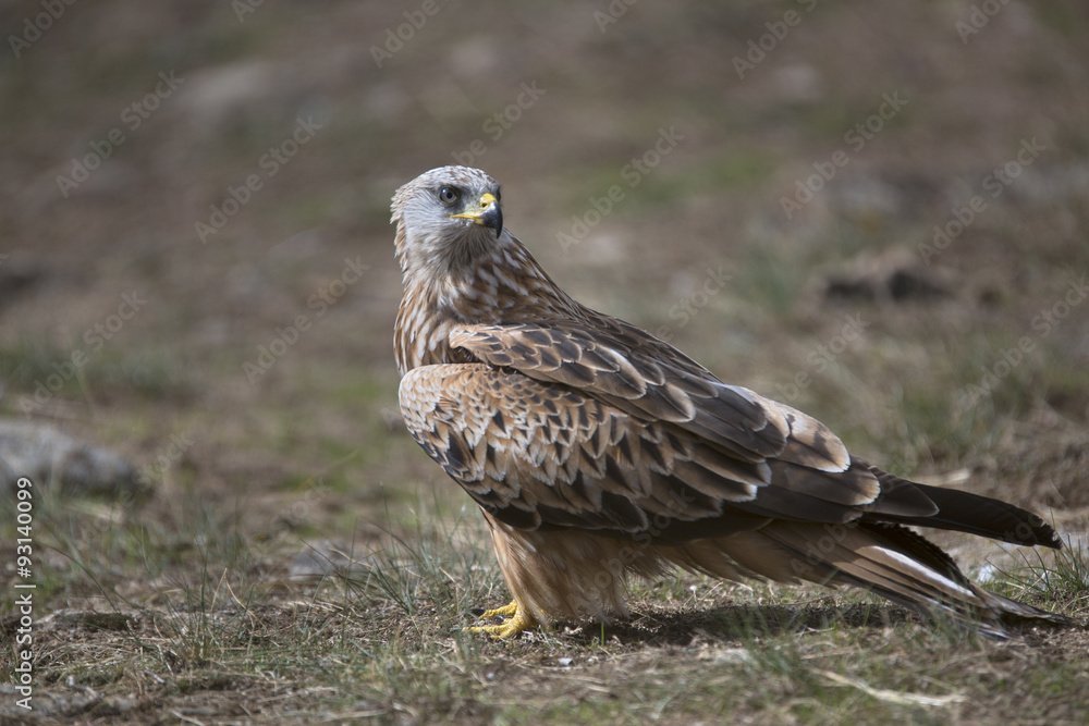 Portrait of red kite (Milvus milvus) on the ground Portrait of red kite (Milvus milvus) on the ground