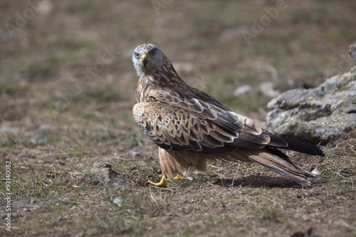 Portrait of red kite (Milvus milvus) on the ground