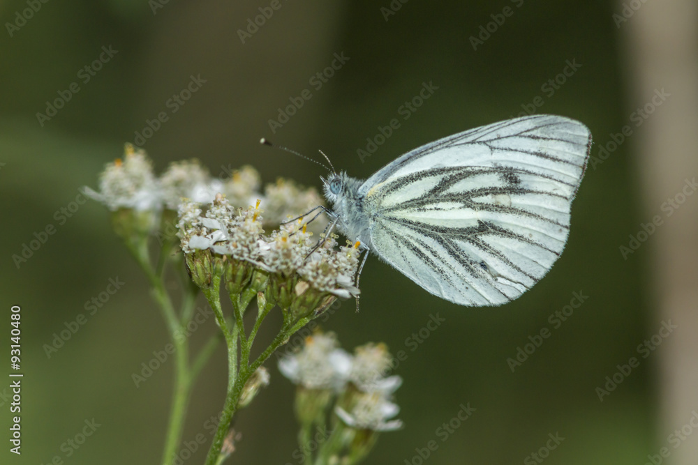 Grünader-Weißling (Pieris napae) Grünader-Weißling (Pieris napae)