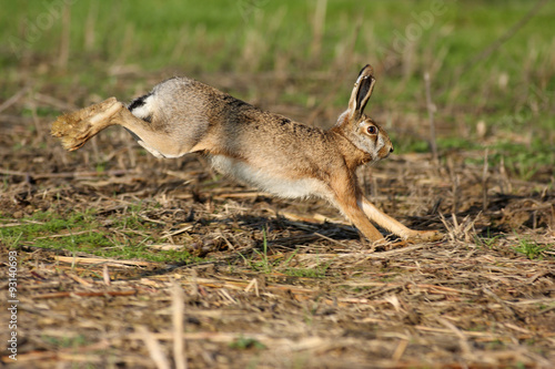 Lepre comune, fauna selvatica photo