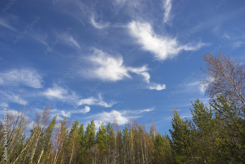Beautiful white-winged clouds over the autumn forest . Beautiful white-winged clouds over the autumn forest .