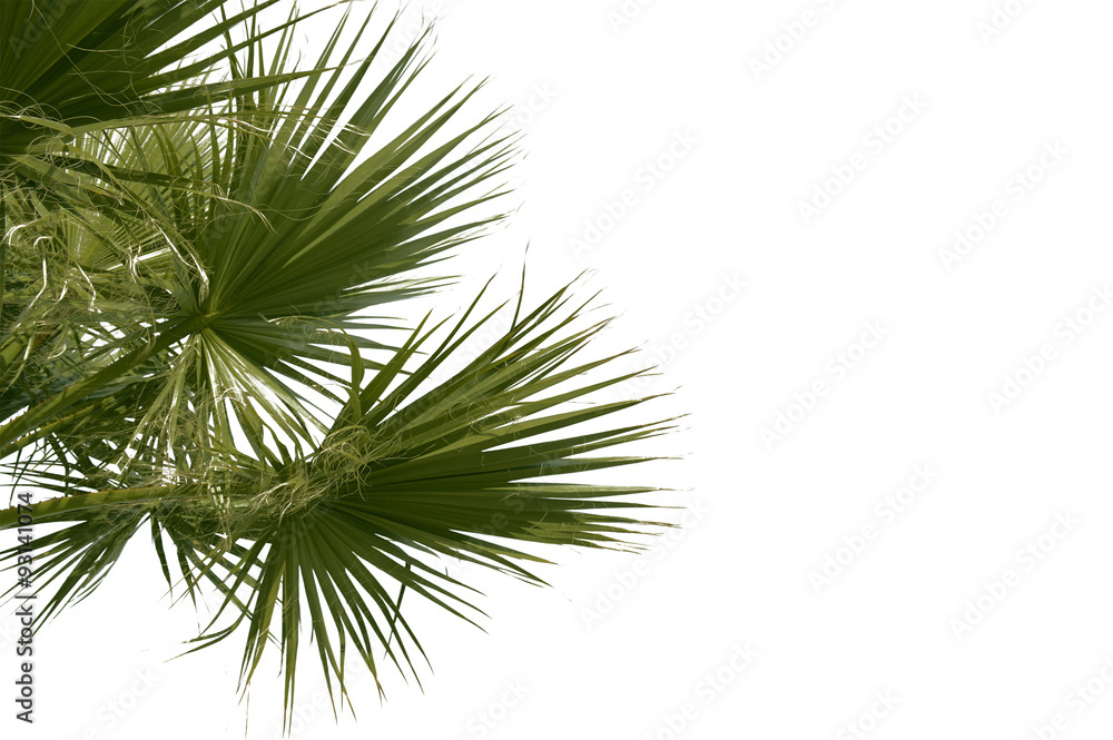 Naklejka premium Leaves of palm tree