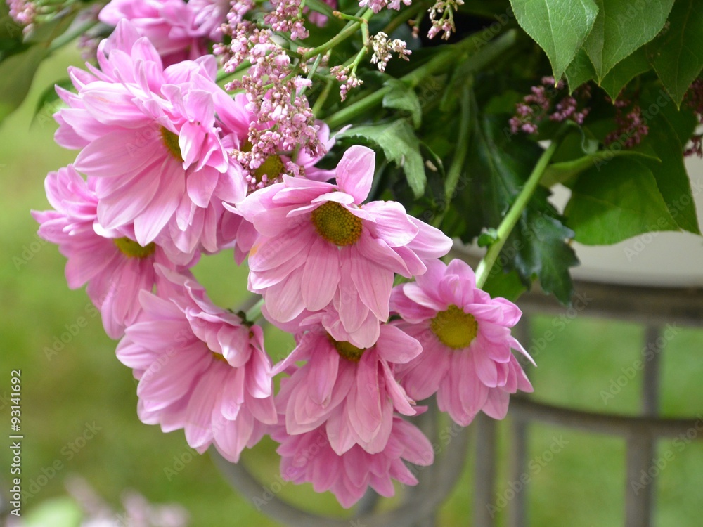 Fototapeta premium Rosa Blumen liegend -Chrysanthemen