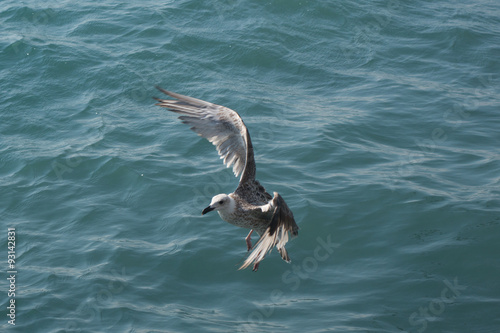   seagull in flight over the sea