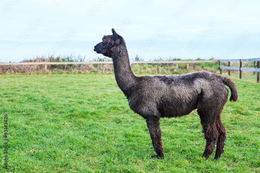Fototapeta premium black fur alpaca in farm field ,alpaca or lama ,llama in a latin