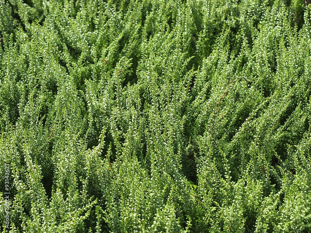 Heather plant (Calluna) flowerbeds. Heather plant (Calluna) flowerbeds.