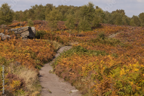 An Autumn Ramble. A field of bracken turning orange with Autumn has a path running through it. photo