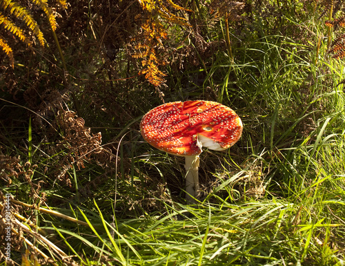 Red Capped Mushroom. These red capped mushrooms are quite poisonous. They appear in autumn as the bracken changes colour. 