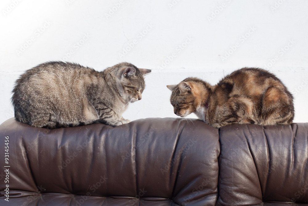 Two cats on the couch
