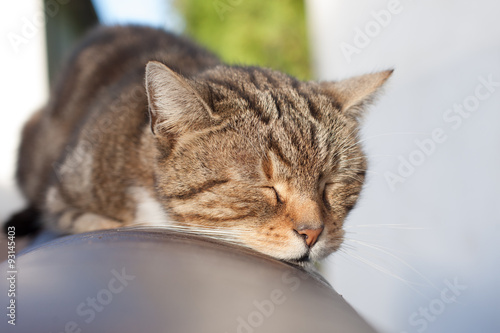 Fototapeta Naklejka Na Ścianę i Meble -  
portrait of a cat , Cute cat relaxes and dreams 

