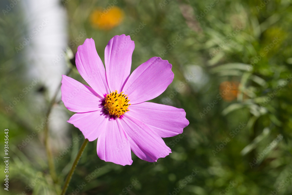 Obraz premium Die Herbst Anemone