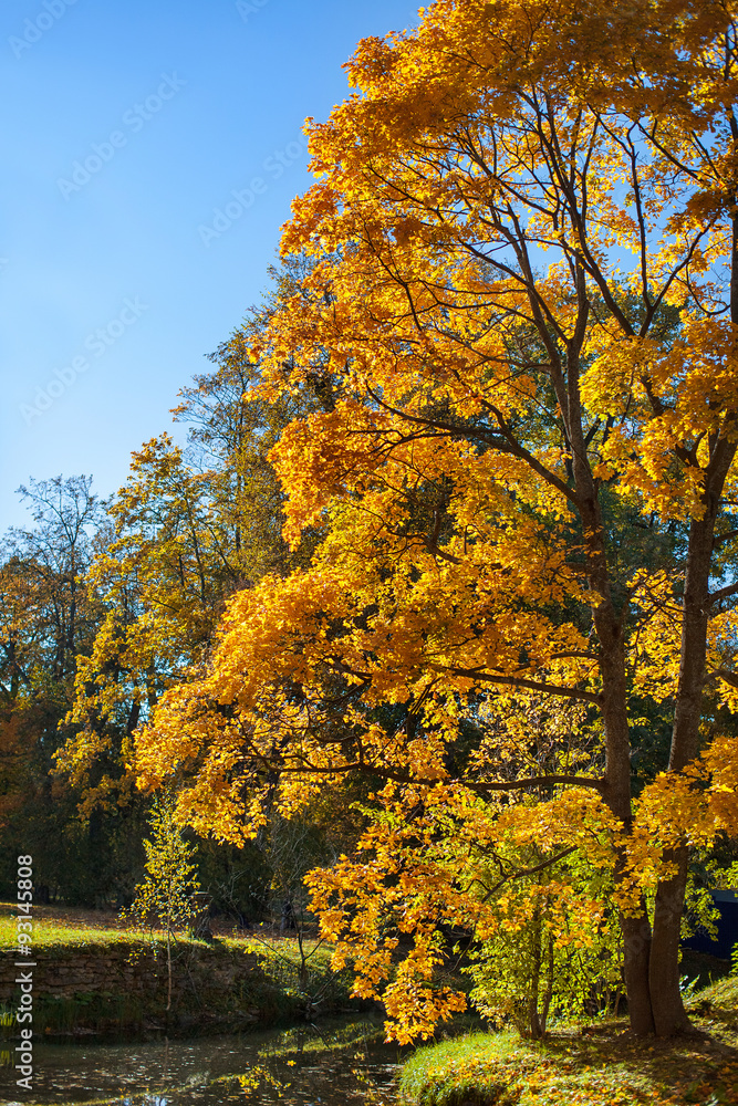 Fototapeta premium autumn Park
