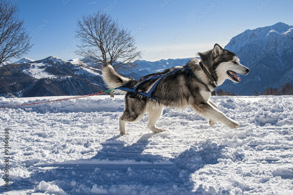 Naklejka premium Alaskan Malamute